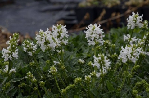 Czyściec dwubarwny- Betonica nivea (L)