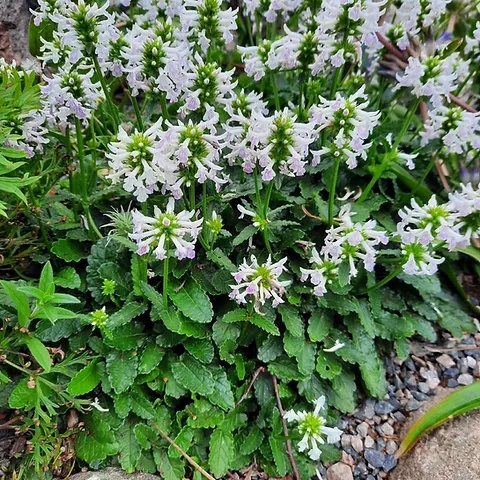 Czyściec dwubarwny- Betonica nivea (L)