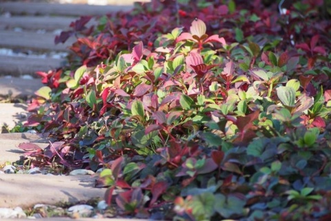 Dereń kanadyjski (W)