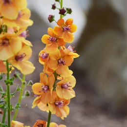 Dziewanna- Verbascum 'Clementine' (L)