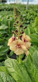 Dziewanna- Verbascum 'Honey Dijon' (L)