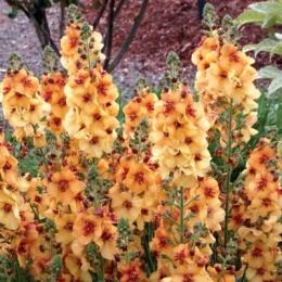 Dziewanna- Verbascum 'Honey Dijon' (L)