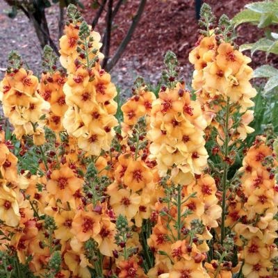 Dziewanna- Verbascum 'Honey Dijon' (L)
