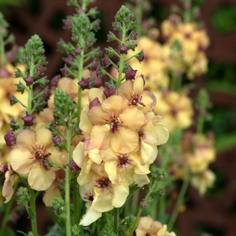 Dziewanna- Verbascum 'Honey Dijon' (L)