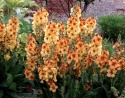 Dziewanna- Verbascum 'Honey Dijon' (L)