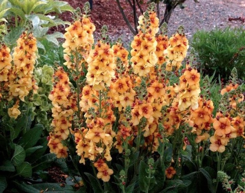Dziewanna- Verbascum 'Honey Dijon' (L)