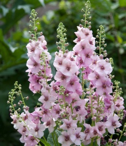 Dziewanna- Verbascum 'Jackie in Pink' (L)