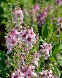 Dziewanna- Verbascum 'Jackie in Pink' (L)