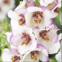 Dziewanna- Verbascum 'Jackie in Spots' (W)