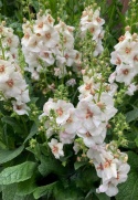 Dziewanna- Verbascum 'Jackie in Spots' (W)