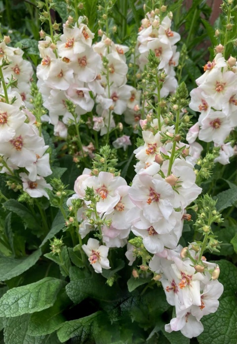 Dziewanna- Verbascum 'Jackie in Spots' (W)