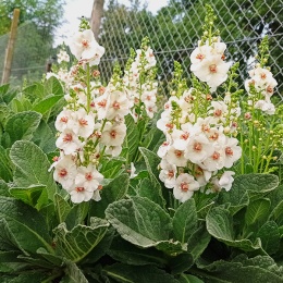 Dziewanna- Verbascum 'Jackie in Spots' (W)