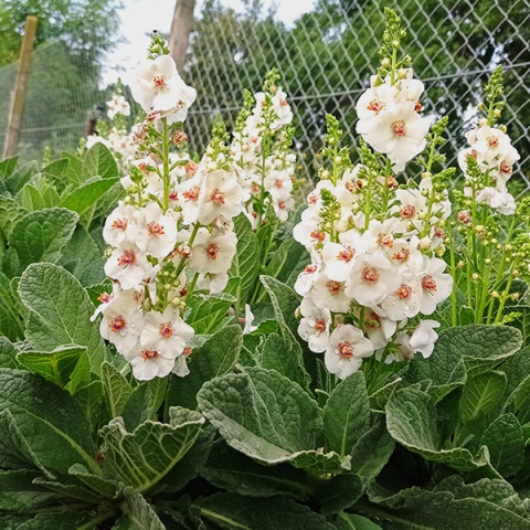Dziewanna- Verbascum 'Jackie in Spots' (W)