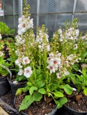 Dziewanna- Verbascum 'Jackie in Spots' (W)