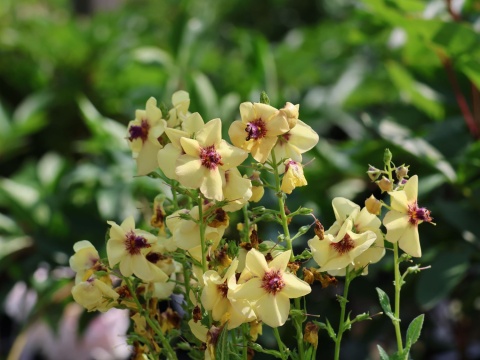 Dziewanna- Verbascum 'Jackie in Yellow' (W)