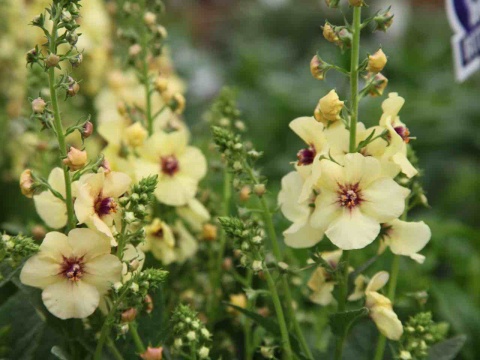 Dziewanna- Verbascum 'Jackie in Yellow' (W)