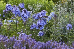 Floks 'Blue Paradise' (L)