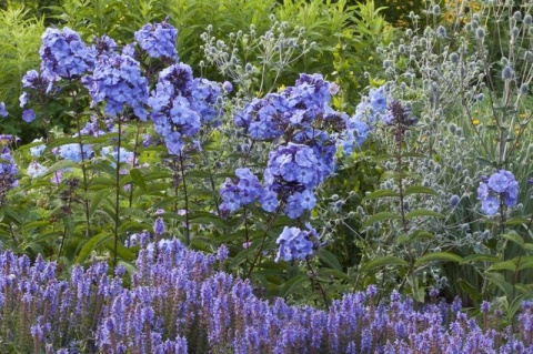 Floks 'Blue Paradise' (L)