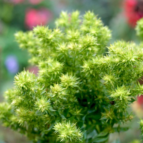 Floks 'Green Lion' (W)