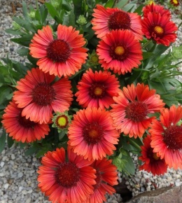 Gailardia- Gaillardia 'Mesa Red' (L)
