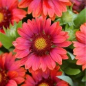 Gailardia- Gaillardia 'Mesa Red' (L)