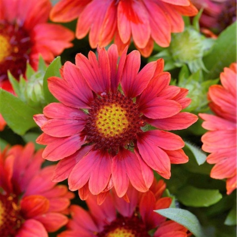 Gailardia- Gaillardia 'Mesa Red' (L)