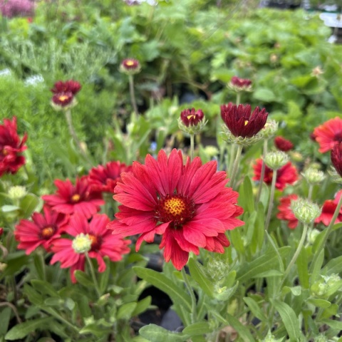 Gailardia- Gaillardia 'Mesa Red' (L)
