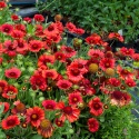 Gailardia- Gaillardia 'Mesa Red' (L)