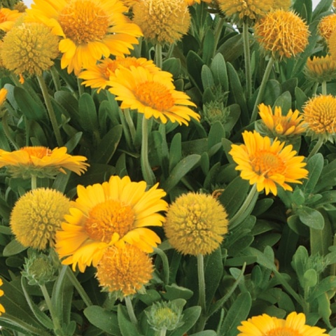 Gaillardia 'Gusto Lemon' (W)
