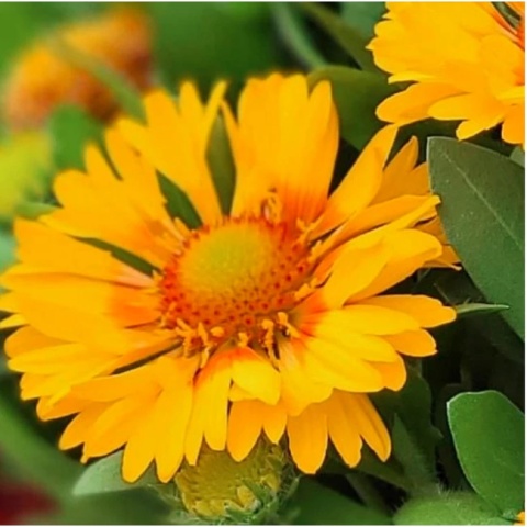 Gaillardia 'Gusto Lemon' (W)