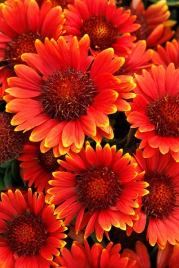 Gaillardia 'Gusto Paprika' (W)