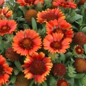 Gaillardia 'Gusto Paprika' (W)