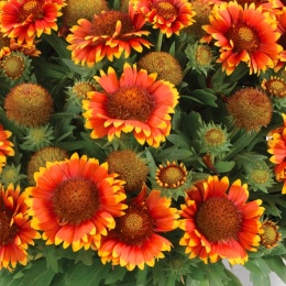Gaillardia Gusto 'Sweet Chili' (W)