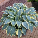 Hosta 'First Frost' (L)