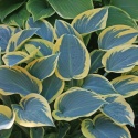 Hosta 'First Frost' (L)