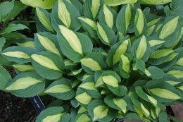 Hosta 'Gypsy Rose' (GK)