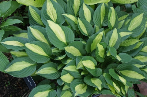 Hosta 'Gypsy Rose' (GK)