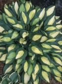 Hosta 'Gypsy Rose' (W)
