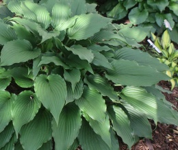 Hosta 'Jaws' (W)