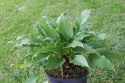Hosta 'Jaws' (W)