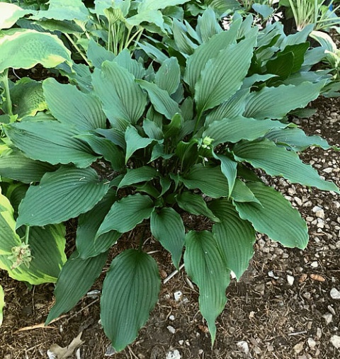 Hosta 'Jaws' (W)