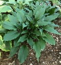 Hosta 'Jaws' (L)