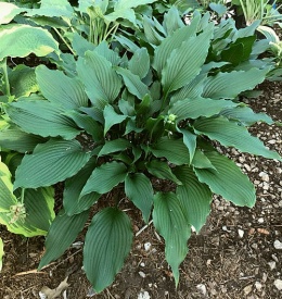 Hosta 'Jaws' (L)