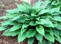 Hosta 'Jaws' (L)