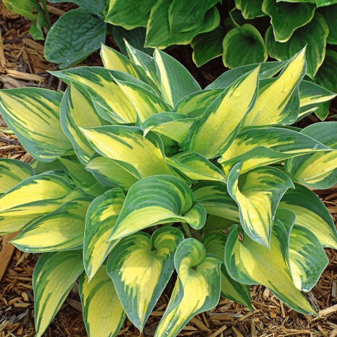 Hosta 'June' (W)