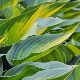 Hosta 'June' (W)