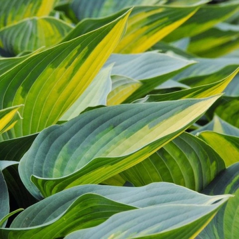 Hosta 'June' (W)