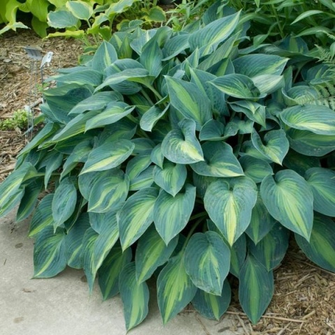 Hosta 'June' (L)