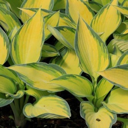 Hosta 'June' (L)