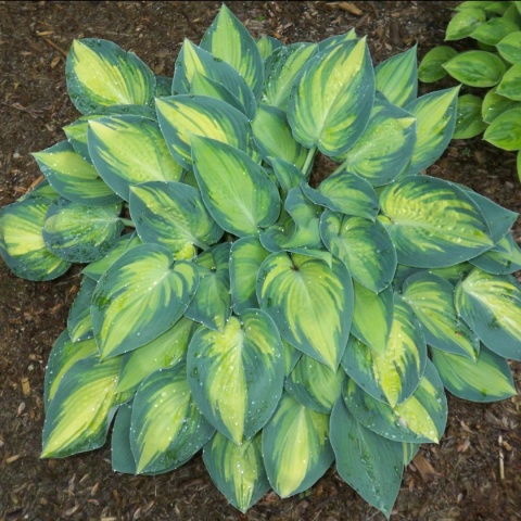 Hosta 'June' (L)